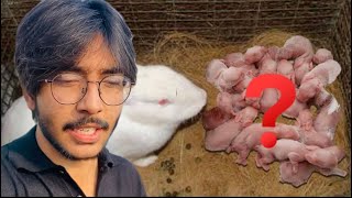 Rabbits ke breeding progess check ke🐇🐰bhai na surprise deyaMultanibrothersdailyvlog [upl. by Fachini384]