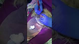 Nonanesthesia teeth cleaning for dogs [upl. by Samal]