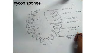 how to draw sycon sponge diagram [upl. by Quirk]