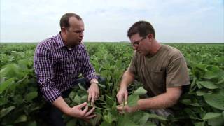 Illinois Soybean Farm  Americas Heartland [upl. by Anav725]