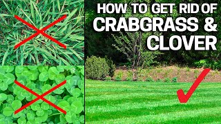 How to Get Rid of Crabgrass amp Clover in the Lawn  Weed Control Like a Pro [upl. by Marcelia35]