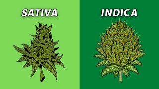 Sativa vs Indica  What’s Better [upl. by Synned16]