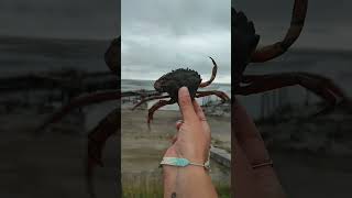 CRAB FIGHTING👀🥊Carcinus Maenas crabfightingbeachnaturecloseupviralvideoshortssubscribelike [upl. by Edijabab25]