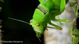 Dinner for the Katydid [upl. by Lilith]