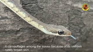 Bronzeback tree snake [upl. by Photima]