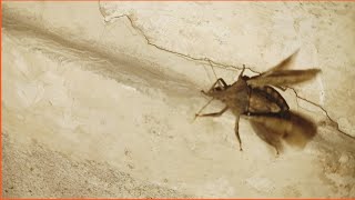 Brown marmorated stink bug insects bug bettle nature youtube [upl. by Erbua]