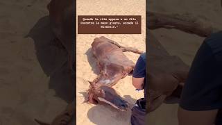 I helped the horse stuck in the desert animalrescuer horse help animals [upl. by Nosreme172]