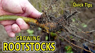 Quick Rootstock Tips  An EASY way to obtain FREE ROOTSTOCKS [upl. by Winfrid]