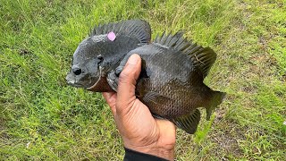 BLUEGILL FISHING STOCKED POND  ReelfishingwithLik [upl. by Natloz]