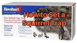 How to Set How to Properly set a Havahart Squirrel Trap  Squirrel Trapping [upl. by Borries]