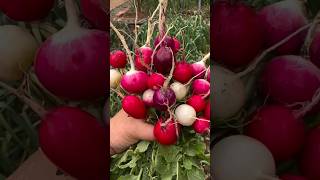 Harvesting Radish Harvesting Red Organic homegrown vegetables Radish horticulture Viralvideo [upl. by Mcnair]