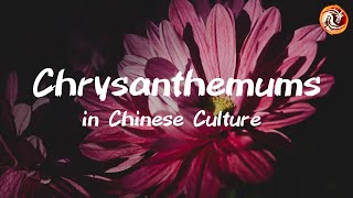 The Symbolic Meaning of Chrysanthemums in Art Medicine and Feng Shui [upl. by Minette]