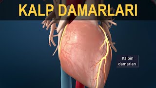 Kalp Damarları Koroner Arterler [upl. by Aikit]