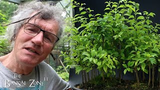 Pruning My Osage Orange Bonsai Forest The Bonsai Zone June 2024 [upl. by Mart]