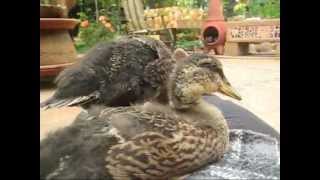 Mallard Ducklings  4 weeks [upl. by Olive]