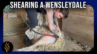 Shearing A Curly Long Wool Wensleydale [upl. by Ahsele]