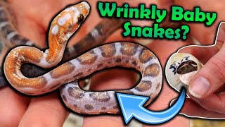 Baby Scaleless Rat Snakes Hatching [upl. by Wilkey665]