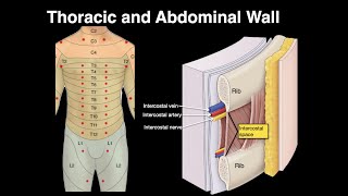 Thoracic and Abdominal wall [upl. by Ingold]