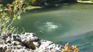 Boiling Hot Water bubbling up in Hot Creek Geological Site in California [upl. by Lind]