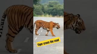 Tiger cross the road 😮😮adventure souravjoshivlogs vlog shorts [upl. by Orazal781]