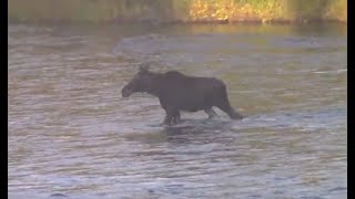 West Branch Penobscot River  Chesuncook Lake September 2019 Moose [upl. by Susanna]