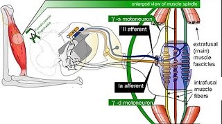 muscle spindles [upl. by Towers]