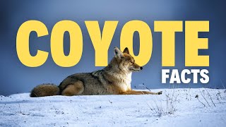 25 Surprising Facts About Coyotes That You Wont Forget [upl. by Laeynad109]