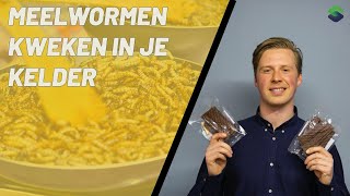 Meelwormen Kweken in je Kelder  Sustainable Dutch Protein  Sustainable Students Podcast [upl. by Erdnad]