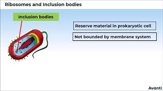 7 11B082 CV3 Ribosomes and Inclusion Bodies [upl. by Fenelia225]