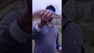 snake head fishing Tamil rod and reel fishing bestresult frog lure mayil viral meen varuval shorts [upl. by Krenn]