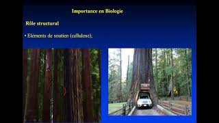 BIOCHIMIE STRUCTURALE Introduction et classification des glucides [upl. by Holli519]