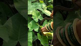 harvesting Patra leaves foodievlogger village life recipe [upl. by Kwasi244]