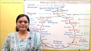 04 Kreb Cycle Part 01  TCA cycle Reactions with Detail and Simple Explanation  Biochemistry [upl. by Murrell]