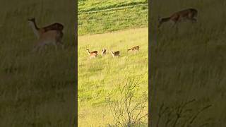 fallow deer hunting  Stalking deer fallowdeer deerhunting nature wildlife vikings [upl. by Mw]