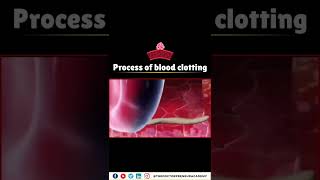 How Your Body Stops Bleeding The Incredible Blood Clotting Process Explained 🩸💪 [upl. by Anyad]