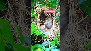 The baby cuckoo threw the egg from the nest cuckoo [upl. by Nannaihr]