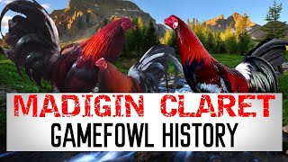 CLARET GAMEFOWL HISTORY [upl. by Ace]