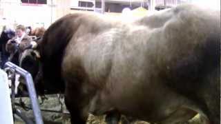 La race bovine Parthenaise au salon de lagriculture 2013 [upl. by Drahser149]