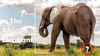 The African Elephant Fun Facts [upl. by Norak163]