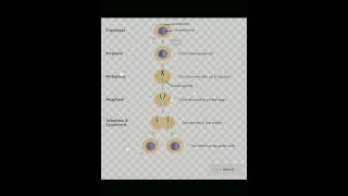 process of mitosis phases of mitosis [upl. by Kalam548]