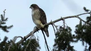 Red tail hawk calling [upl. by Duffy]