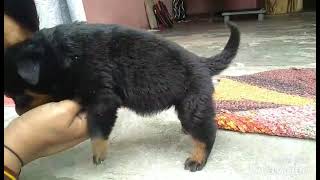 Rottweiler puppy 1 month old [upl. by Alric626]