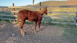 Caboolture Horse Sale “RSR Bold Statement” [upl. by Aramas]