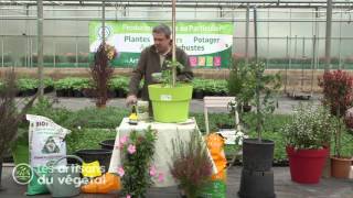 Comment entretenir ses plants de tomates en pots [upl. by Leda54]