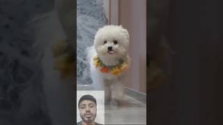 Cute Dog shorts ytshorts funny trending [upl. by Nuahsyd]