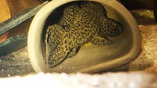 Pseudacanthicus spinosus L160 pleco fanning eggs [upl. by Saree742]