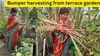 Bumper harvesting from terrace gardenChhath 2024Sugarcane harvestingGrow organic fruits at home [upl. by Sidoma204]