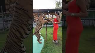 Feeding the tiger milk animals tiger [upl. by Bloem583]