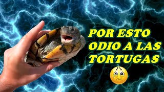 Las 5 cosas que odio de las tortugas😰🐢 [upl. by Divd]