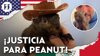 Quién era Peanut la ardilla influencer sacrificada que podría alterar las elecciones en EU [upl. by Tracy]